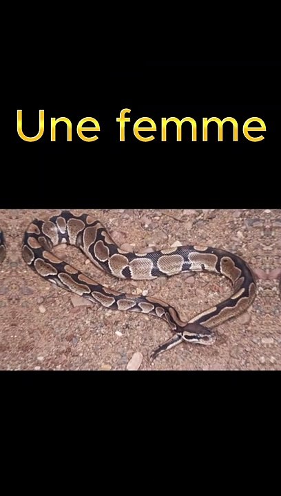 Elle découvre un python dans ses toilettes !