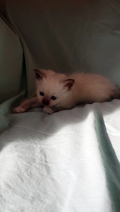 Mâle Sacré de Birmanie