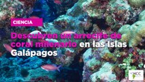 Descubren un arrecife de coral milenario en las Islas Galápagos