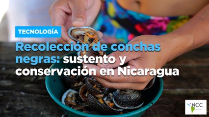 Recolección de conchas negras: sustento y conservación en Nicaragua
