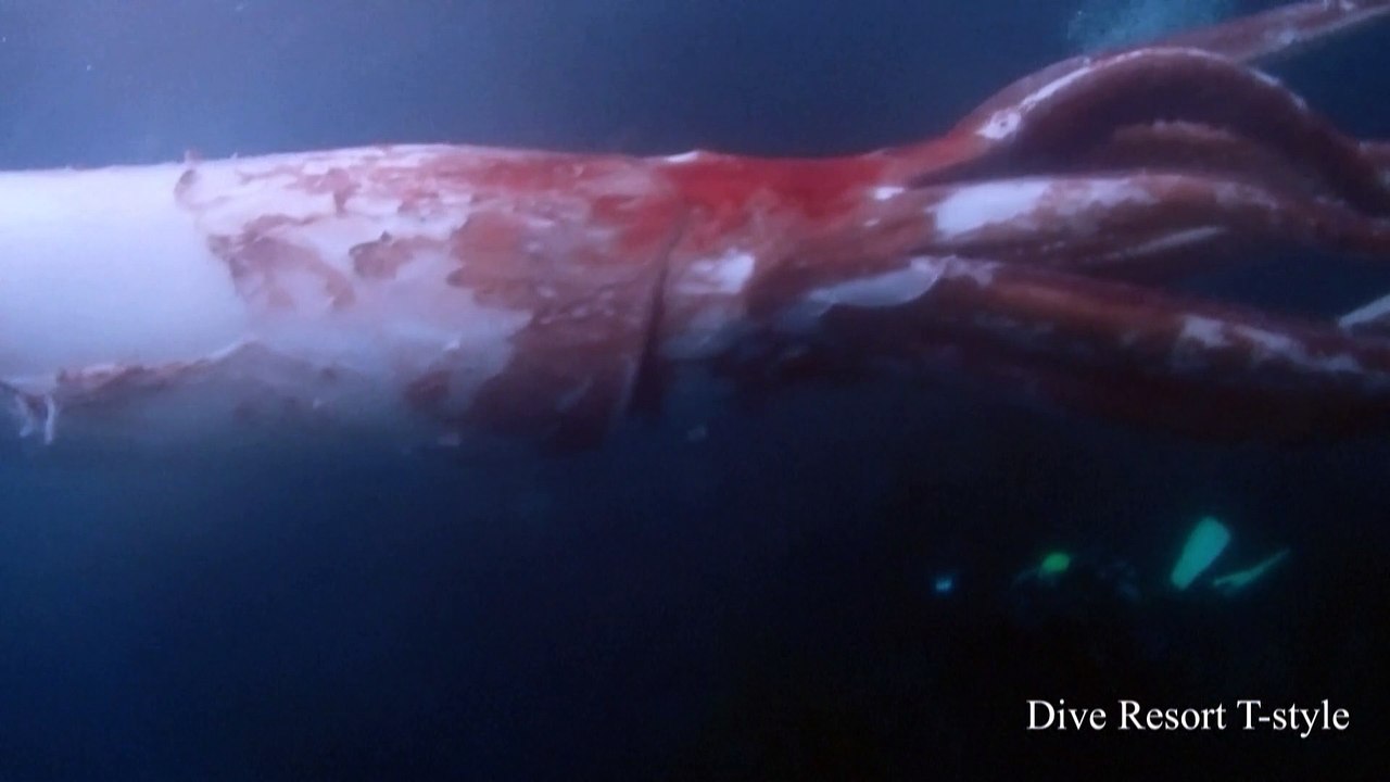 Raridade: mergulhadores japoneses registram imagens de lula gigante