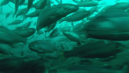 국내 양식 '대서양 연어' 식탁에 오르나...산업화 시동 / YTN