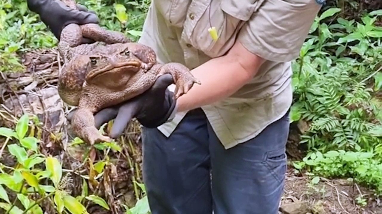 Maior sapo do mundo é encontrado na Austrália