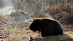 Netflix star David Oakes visits Canterbury's wild bison