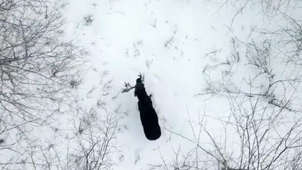 Moment moose sheds its antlers in 'once in a lifetime' sighting