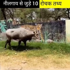 नीलगाय से जुड़े 10 रोचक तथ्य