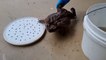 Australie : des gardes forestiers découvrent un crapaud buffle géant de près de 3 kilos