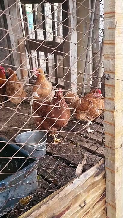 tante galline