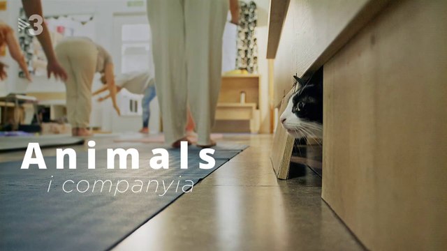 TV3 30minuts : Animals i companyia (2023)