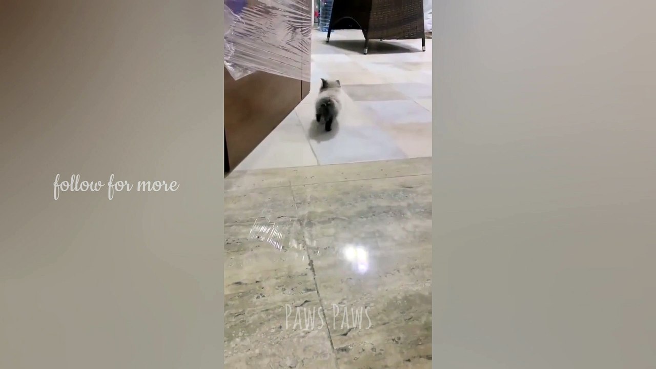 Love his fur