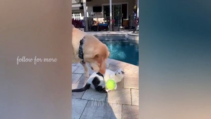 Dog: Gimme back my ball cat, or you're going swimmimg