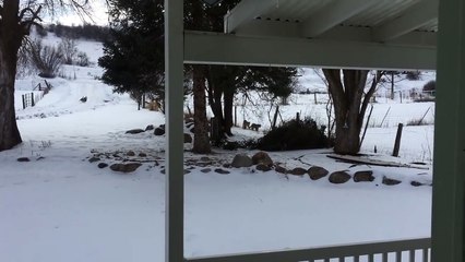 Three Mountain lions walk up to our front door.