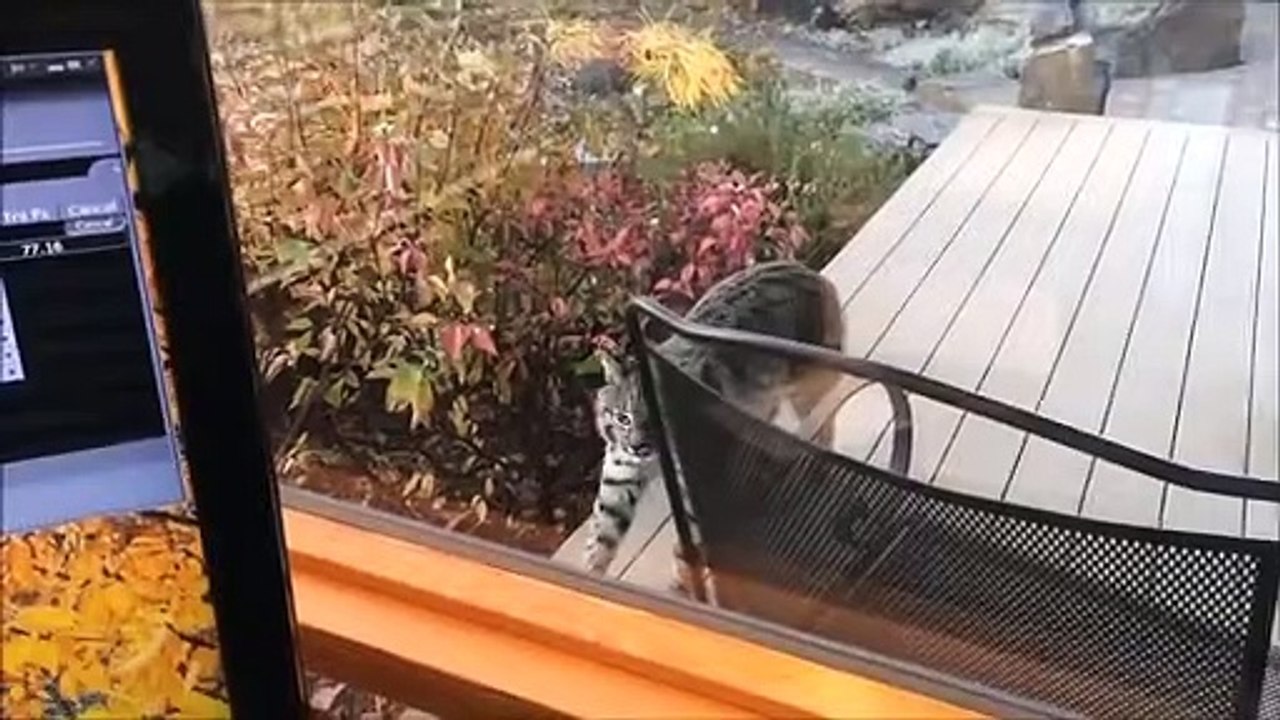 Bob cat Angry at Reflection
