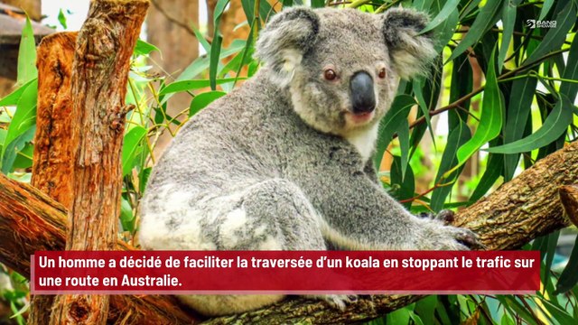 Un homme bloque la circulation pour faire traverser un koala !