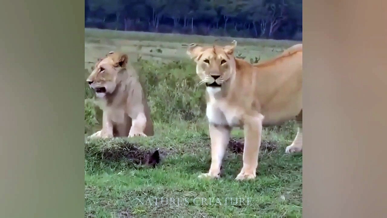 Big balls for a small fella