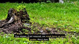 How To Get Rid Of Tree Stumps In Your Garden