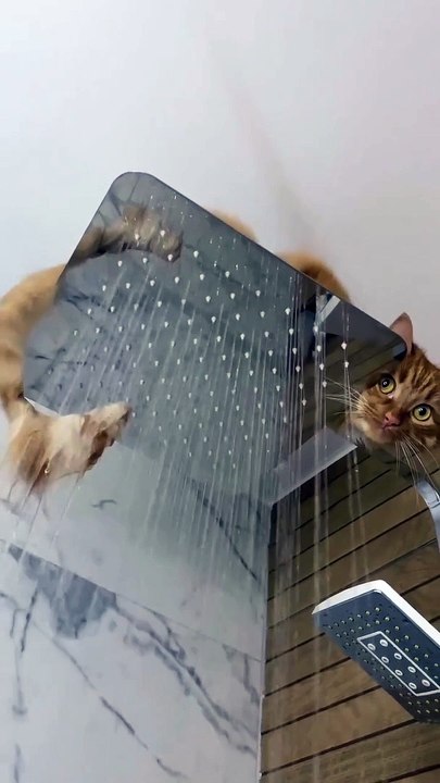 Crazy Cats Series pt. 5