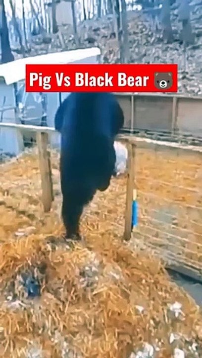 Un ours pensait manger facilement en attaquant deux cochons dans leur enclos