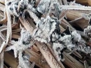 video: तापमान में लगातार हो रही गिरावट, गलन से बढ़ी ठिठुरन