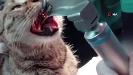 Kedinin soluk borusuna takılan kemik ameliyatla çıkartıldı