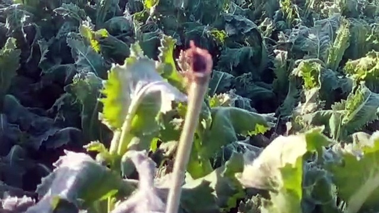 काले सोने पर बर्फ की चादर, सब्जियों पर भी पाले का कहर