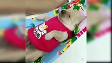 Fanny Dogs Videos Compilation