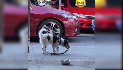 Animal channel Fanny Dogs Videos Compilation