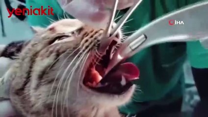 Kedinin soluk borusuna kaçan kemik ameliyatla böyle çıkarıldı