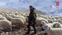 Sivaslı çoban söylediği türkülerle sosyal medyayı salladı