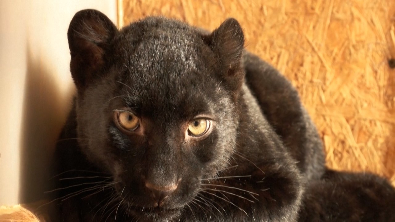 Une panthère noire rescapée de la guerre en Ukraine réfugiée en France