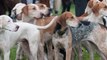 Sarthe : lors d'une chasse à courre, une meute de chiens pénètre dans un jardin privé et tue une chienne