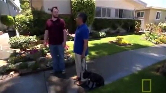 Dog Whisperer with Cesar Millan - Se3 - Ep08 HD Watch