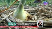 Ilang pananim ng bawang, pinepeste dahil sa malamig na panahon | SONA