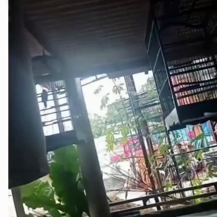 Birds Collection 7