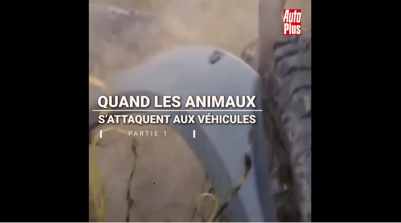 Quand les animaux s'attaquent aux véhicules [Partie.1]