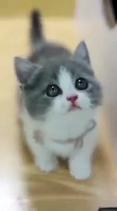 Cute cat video(360P)