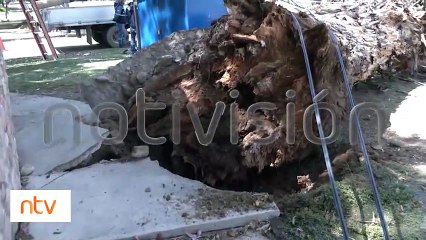 Un árbol de eucalipto cayó sobre la vía en el Parque Lincoln