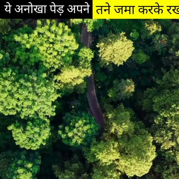 ये अनोखा पेड अपने तने में जमा करके रखता है 1,20,000 लीटर पानी