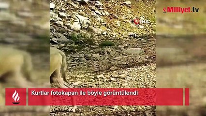 Kurtlar fotokapan ile böyle görüntülendi