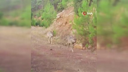 Kurtlar fotokapan ile böyle görüntülendi