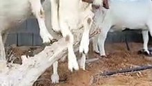 ماعز البور
