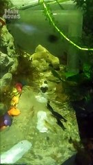 Udang Hias dan Keong Memakan Sisa Makanan Ikan (Pelet)