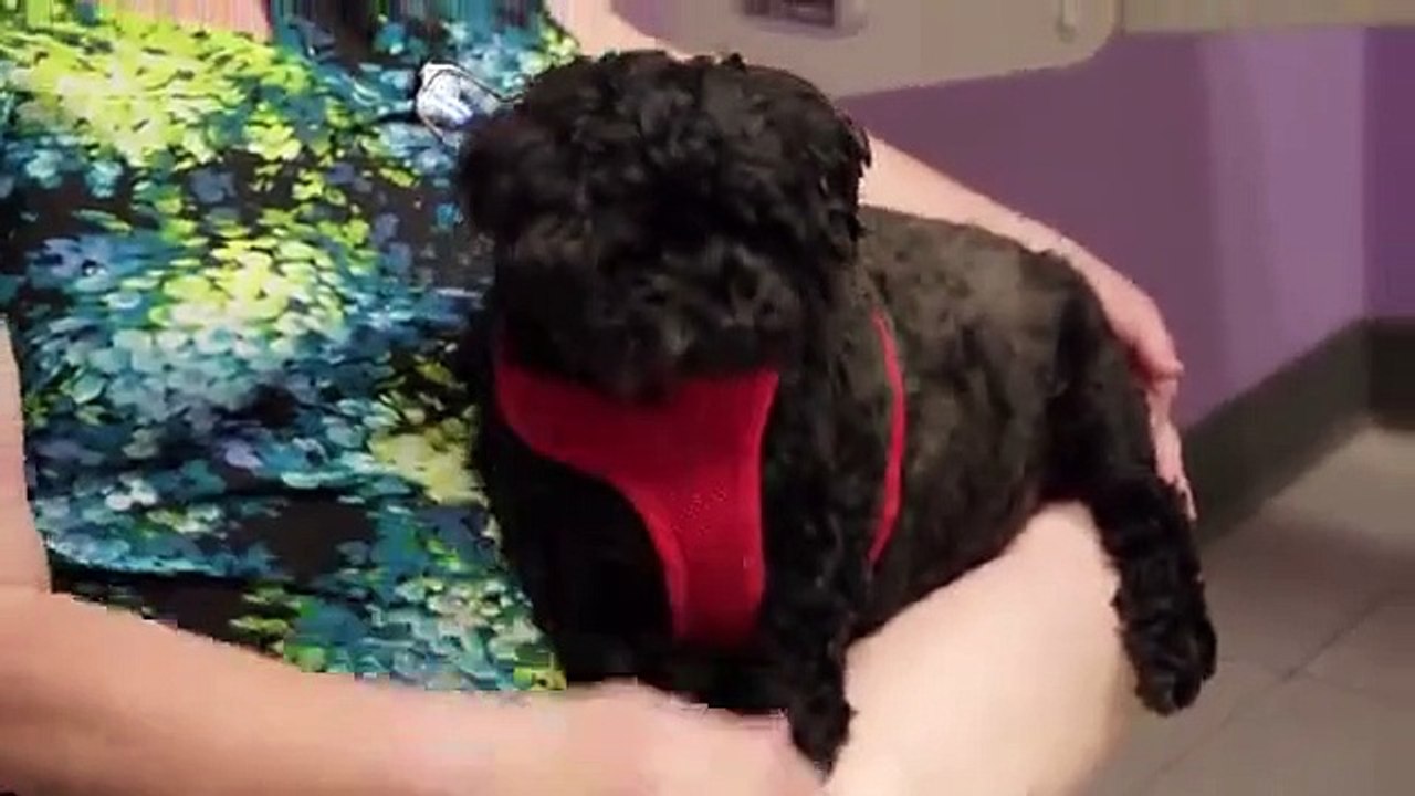 The Vet Life - Se6 - Ep01 - Houston Ink HD Watch