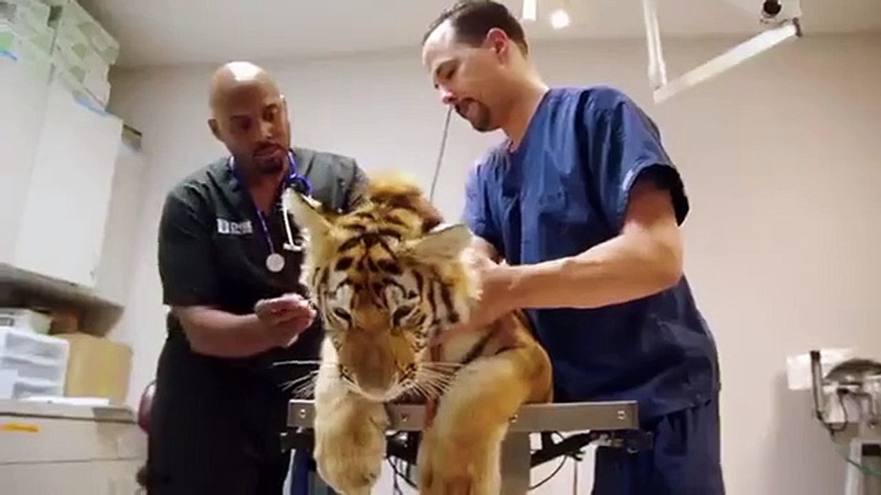 The Vet Life - Se5 - Ep07 - Lumpy Duck HD Watch