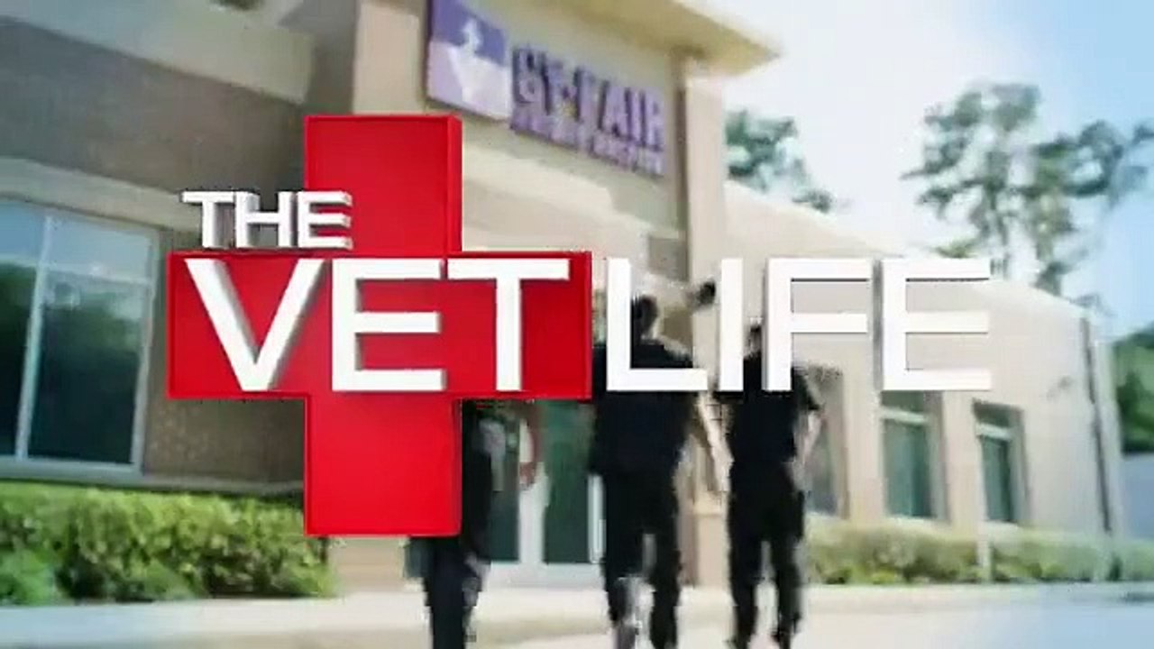 The Vet Life - Se5 - Ep06 - Operation Dalmatian HD Watch