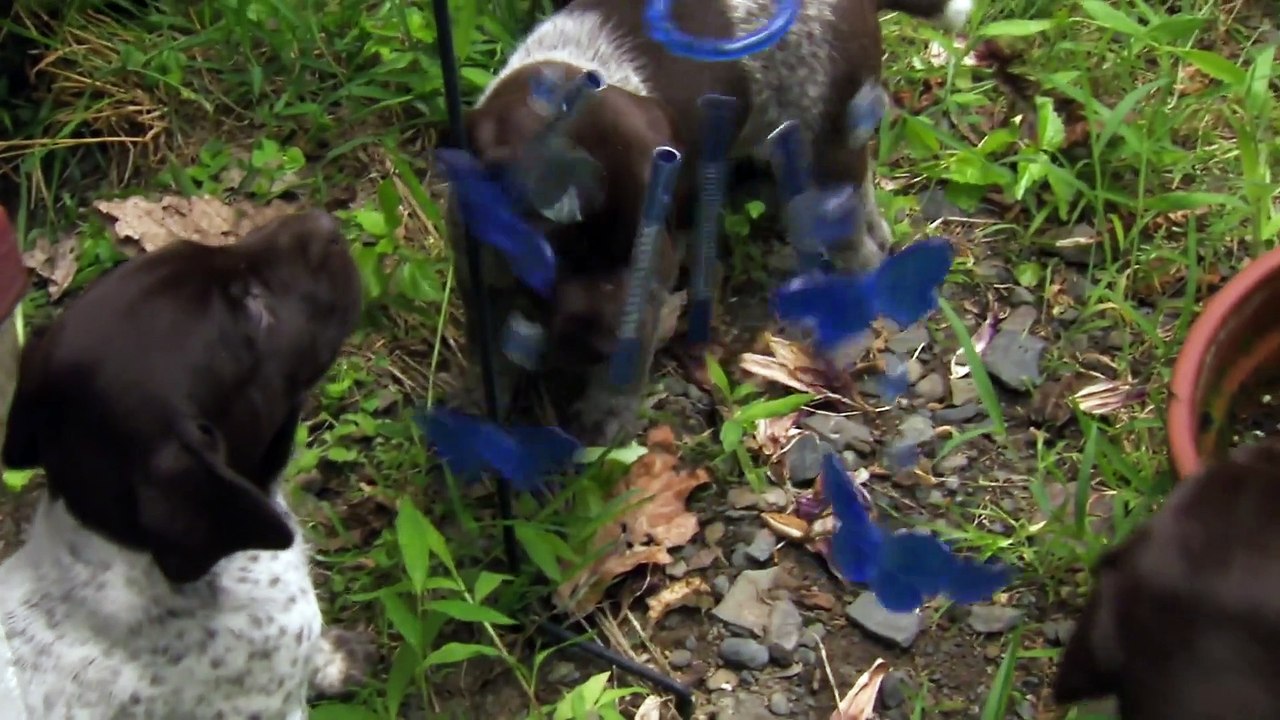 Too Cute! - Ep43 HD Watch