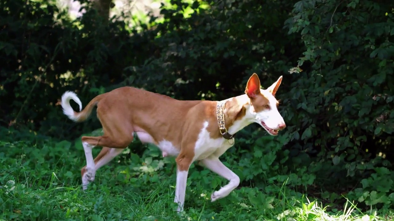 Too Cute! - Ep38 HD Watch