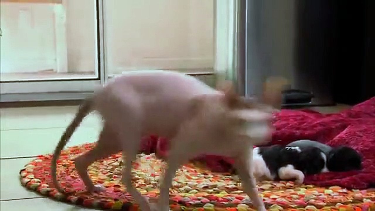 Too Cute! - Ep30 HD Watch