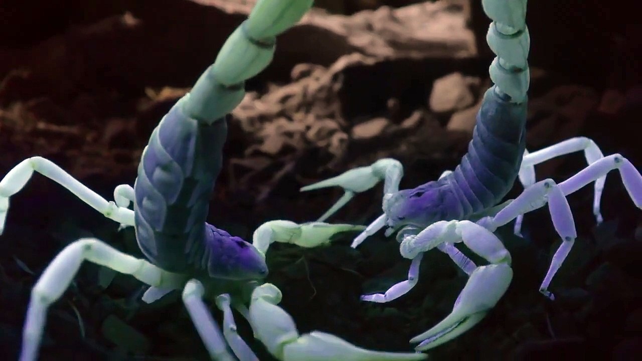 Night on Earth - Se1 - Ep01 HD Watch