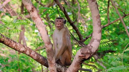 Monkey Island - Se1 - Ep02 - Leaving Home HD Watch